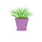 Grass Growing in violet flower pot icon Isolated White background Flat design