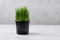 Grass that is grown specifically for cats indoors. Oatgrass in black pot on gray background. Barley Grass, Orchard grass for pets