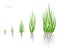 Grass growth stages. Grasses for lawn. Ripening period. Vector infographic clipart. Hand drawn sketch.