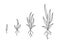 Grass growth stages. Ripening period progression. Plant seedling phases. Hand drawn vector line. Editable outline stroke