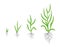 Grass growth stages. Vector infographic clipart. Hand drawn sketch.