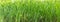 Grass high green in sunlight, thick green texture flora base juicy bases rustic design