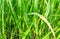 Grass high long solar flora background juicy texture base design