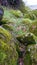 Grass hillside and Stones Covered with Green Moss