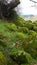 Grass hillside and Stones Covered with Green Moss