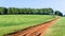 Grass Hillside Trees Dirt Road Summer Landscape