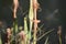 Grass Hopper on Dried Flowers