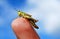 Grass hopper on finger