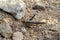 Grass hopper or locust in the hills of arizona in southwestern united states in afternoon shade with rocks and sand