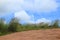 Grass on Idukki mountain filed