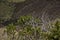 Grass on the Inca Trail to Machu Picchu. A awesome hiking trail