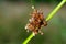 Grass inflorescence