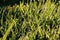 Grass inflorescences with dew drops