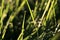 Grass inflorescences with dew drops