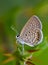 Grass jewel butterfly  on blur background