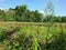 grass land. sri lankan paddy cultivation.