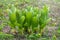 Grass with large green leaves of false hellebore, corn lilies or Veratrum on lawn with yellow flowers