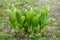 Grass with large green leaves of false hellebore, corn lilies or Veratrum on lawn with yellow flowers