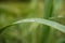 Grass leaf with raindrop and human reflection