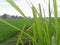 The grass leafes and the rice field