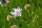 Grass leaved scabious, Scabiosa graminifolia