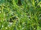 Grass leaves with dazzling water dew drops in the morning