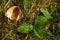 In the grass lies a chestnut shell. Beginning of autumn