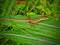 Grass lizards have long tails, these animals like to bask in the grass