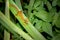 Grass lizards on the leaves of thatch. Reptile animals with long brown and yellow tails on the sides of the body