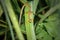 Grass lizards on the leaves of thatch. Reptile animals with long brown and yellow tails on the sides of the body