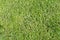 Grass. Lush, green lawn grass. Golf, football.