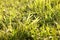 Grass macro background fifty megapixels