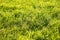 Grass macro background fifty megapixels