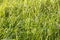 Grass macro background fifty megapixels