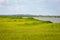 Grass Marsh on the coast of Georgia