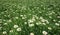 Grass meadow, bird eye view, plenty of daisy flowers.