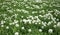 Grass meadow, bird eye view, plenty of dandelion flowers.