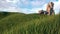 Grass Meadow and Leaves moved by Wind near Ancient Ruins - Nature Landscape Loop Background