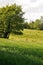 grass meadow woody hedgerow