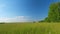 Grass meadows in the flowering period in early summer. Green forest on the edge of meadow field in Europe. Wide shot.