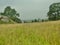 Grass and misty Norfolk landscape