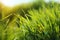 Grass with Morning Dew Drops