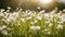 grass in the morning grass white flowers blurred nature background floral