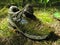 Grass, moss and lichen on an old sneaker