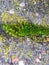 Grass, moss, mold, flowers