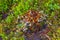 Grass mosses lichens in red yellow orange and green Norway