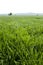 Grass with Mountain Horizon