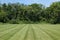 Grass in a Mowed Green Backyard Field and Forest Tree Line