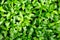 The grass is a naturally occurring weed and grows quickly