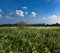 Grass and Norfolk farmland